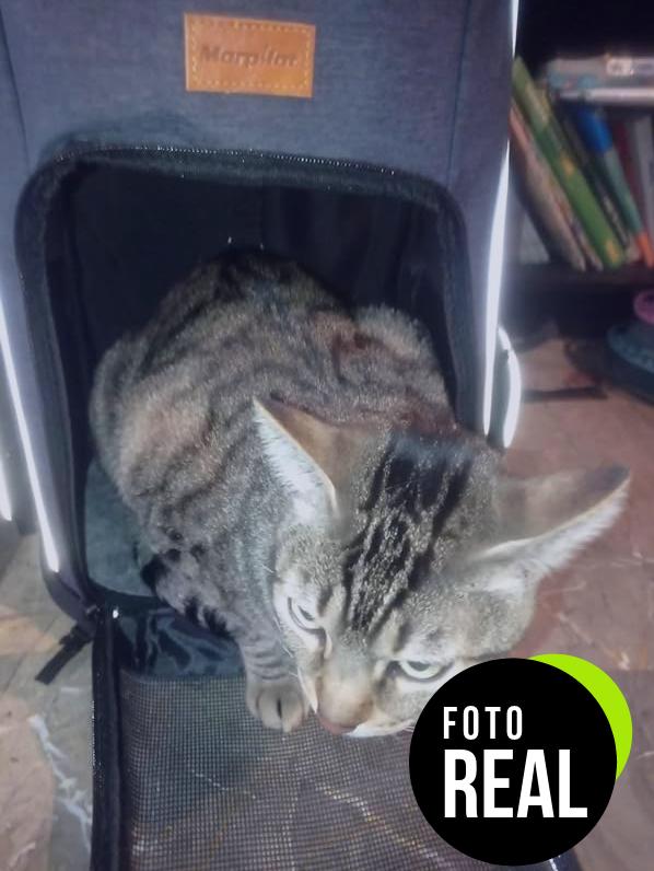 morpilot-mochila-mascotas-transportin-foto-3