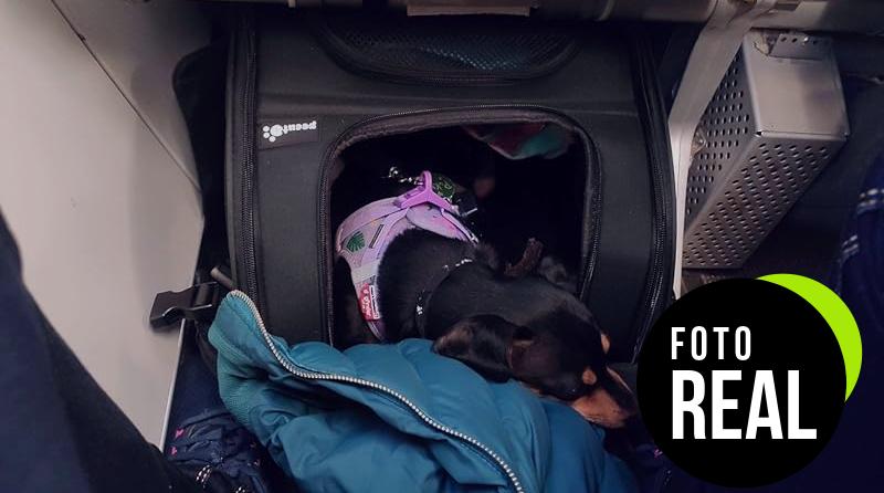 pecute-transportin-mascotas-expandible-foto-2