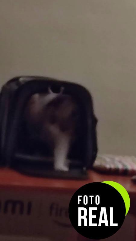 transportin-ensoobo-denim-mascotas-foto-1