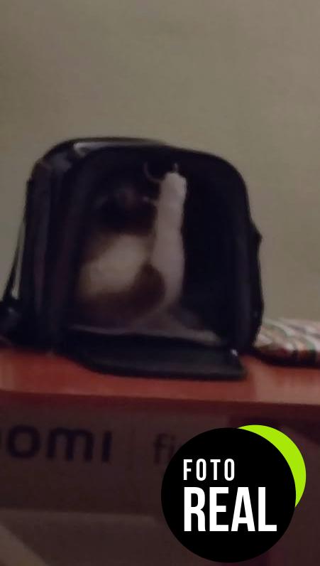 transportin-ensoobo-denim-mascotas-foto-2