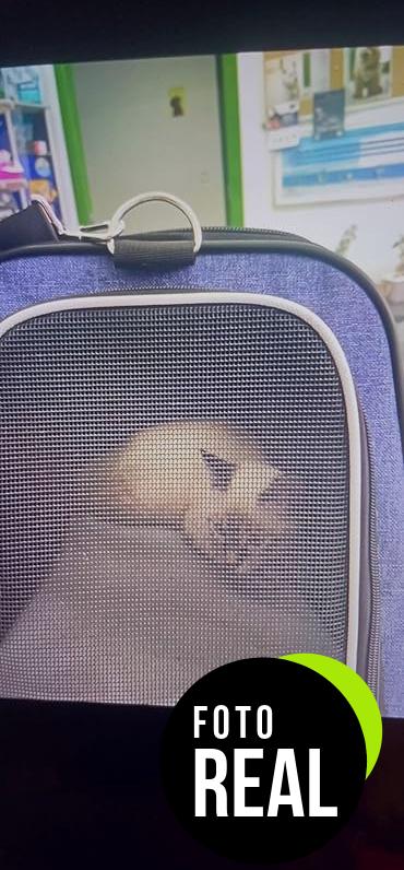 transportin-ensoobo-denim-mascotas-foto-3